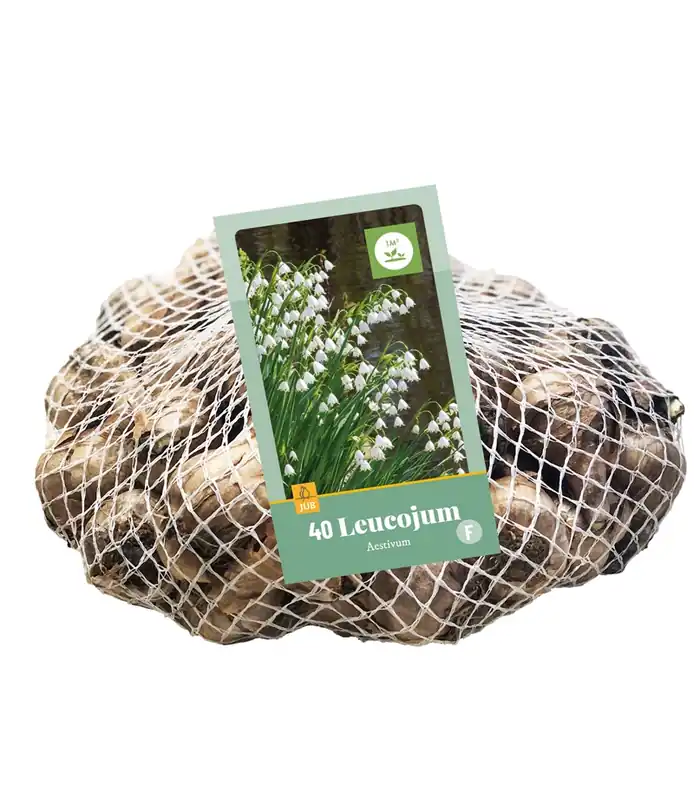 Leucojum aestivum 40st - Favoriet van klanten
