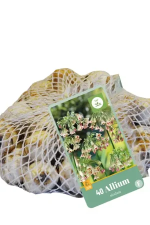 Allium (nect.) siculum 40st | Tijdelijke aanbieding