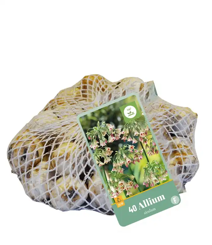 Allium (nect.) siculum 40st | Tijdelijke aanbieding
