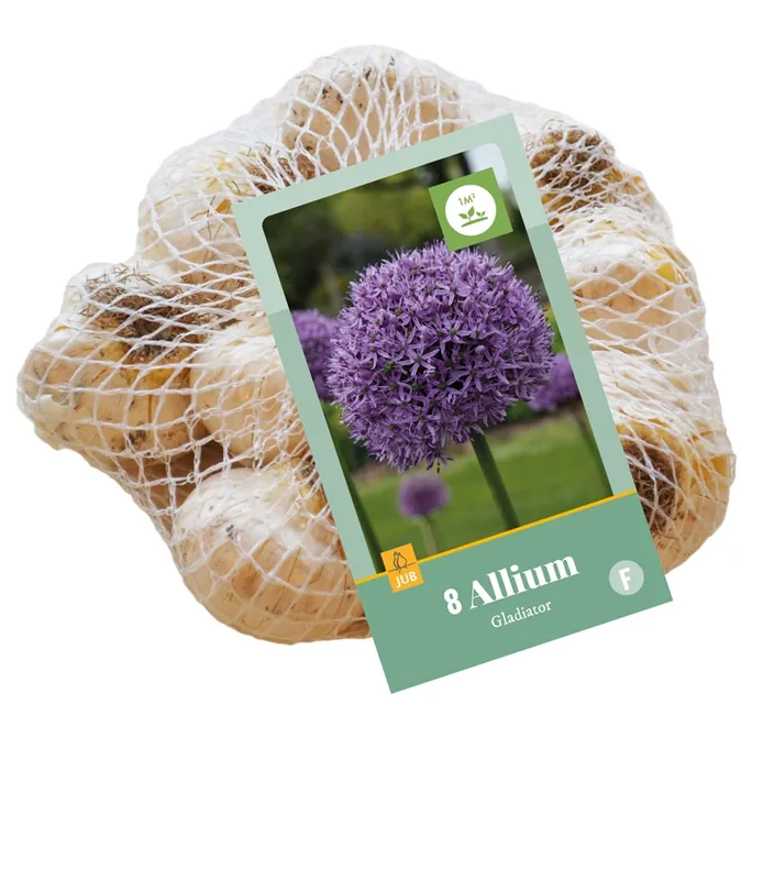 Online kopen - Allium gladiator 8st