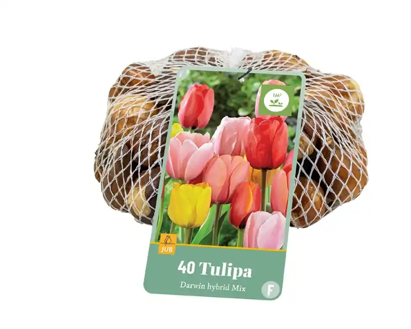 Tulpen darwin hybride mix 40st - Bespaar nu