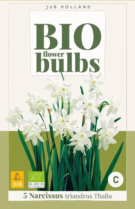 Narcissus triandrus thalia 5st | Veilige betaling