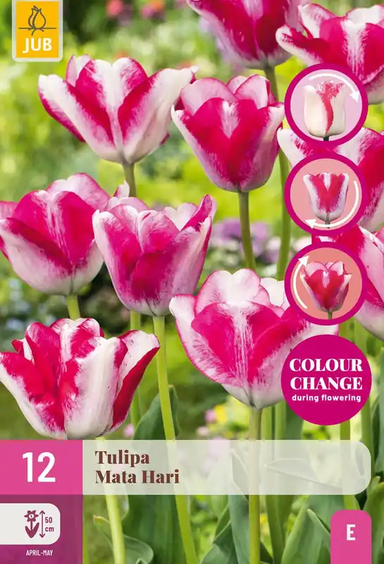 Veel voordeel - Tulipa mata hari 12st