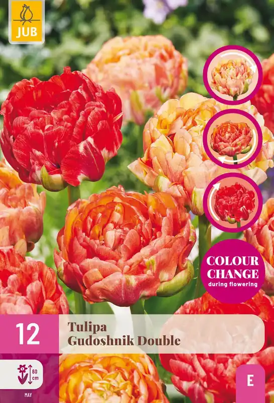 Favoriet van klanten - Tulipa gudoshnik double 12st