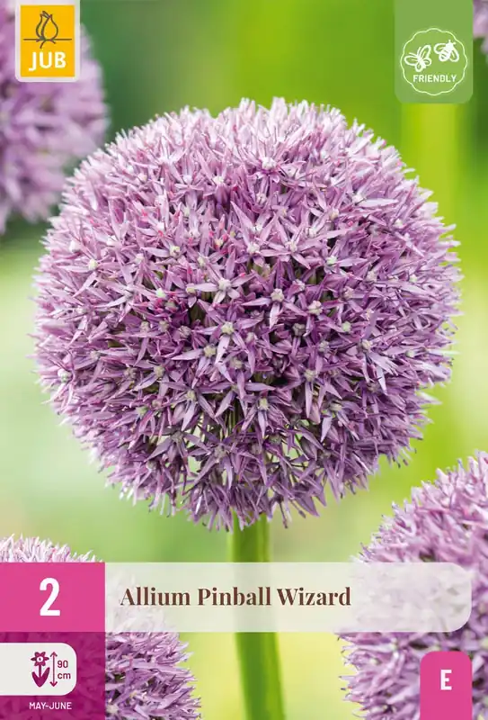 Extra korting | Allium pinball wizard 2st