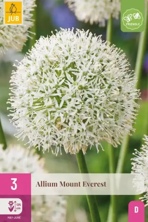 Allium mount everest 3st - Rechtstreeks van de fabrikant