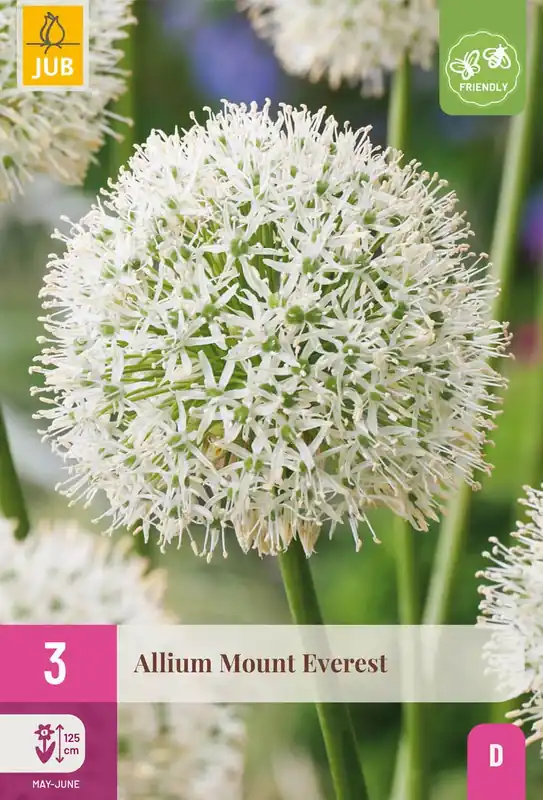 Allium mount everest 3st - Rechtstreeks van de fabrikant