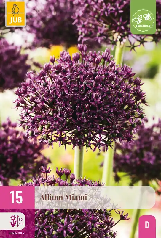 Scherp geprijsd - Allium miami 15st