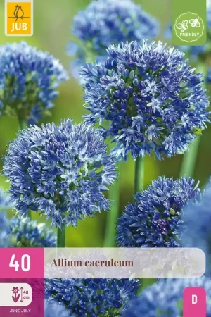 Allium caeruleum 40st | Nieuw binnen