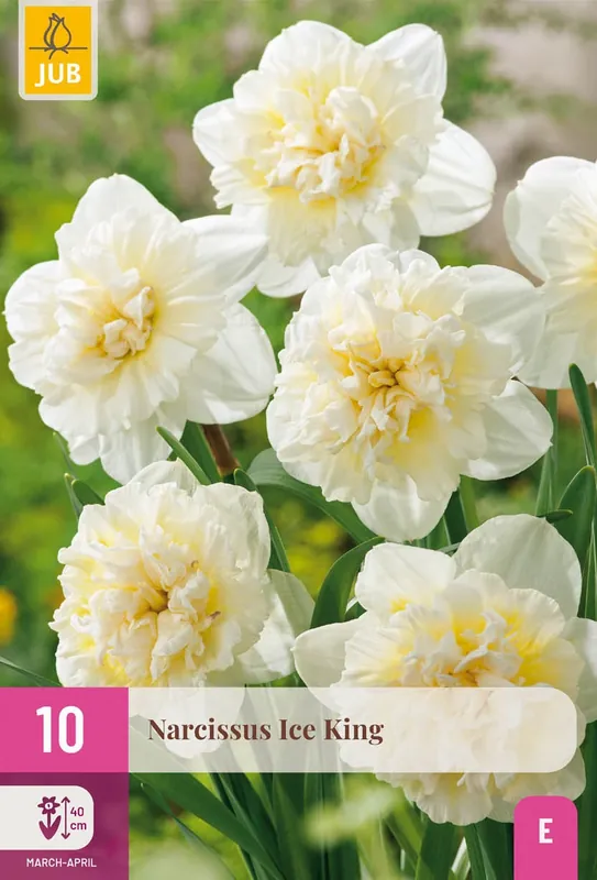 Narcissen ice king 10st - Superprijs