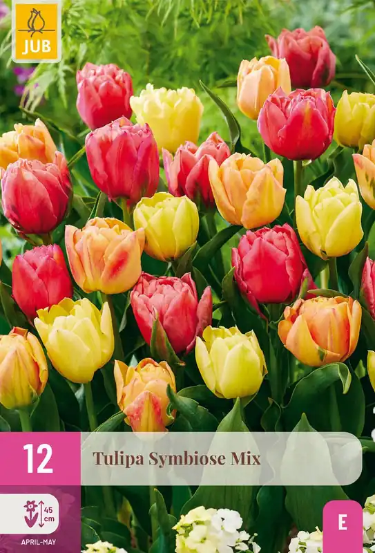 Deal | Tulipa symbiose mix 12st