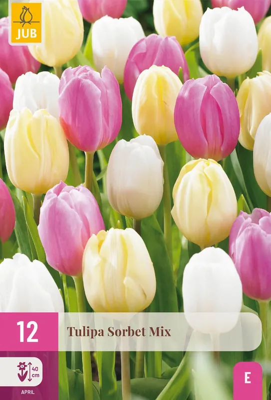 Tulipa sorbet mix 12st - Spoedlevering