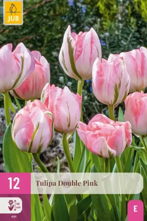 Aanbieding - Tulipa double pink 12st