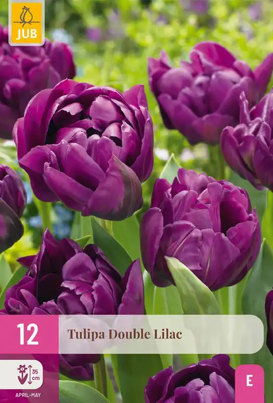 Tulipa double lilac 12st - Goed beoordeeld