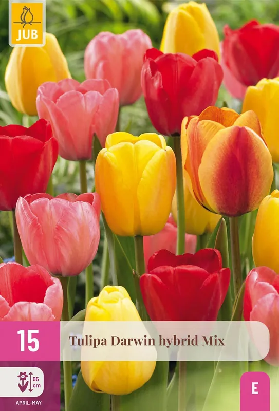 Erg populair - Tulipa darwin hybride mix 15st