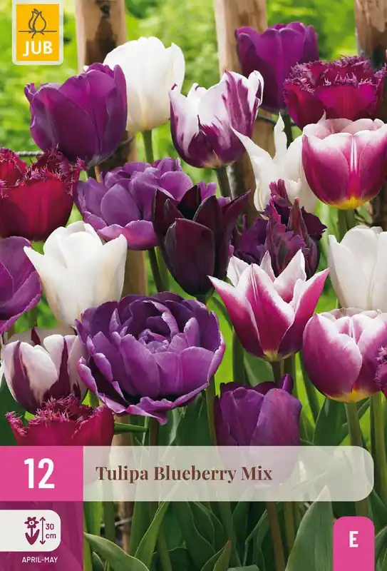Sale | Tulipa blueberry mix 12st