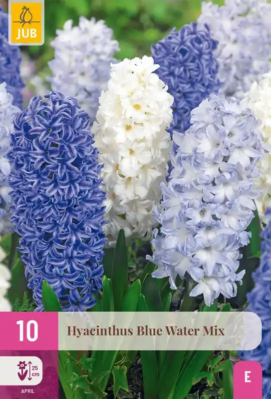 Hyacinthus blue water mix 10st - Nog maar enkele beschikbaar
