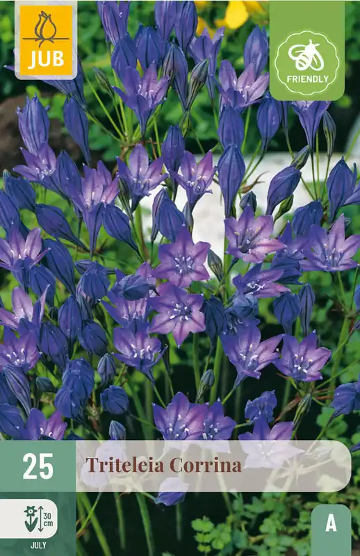 JUB X 25 Triteleia Corrina - Nu kopen