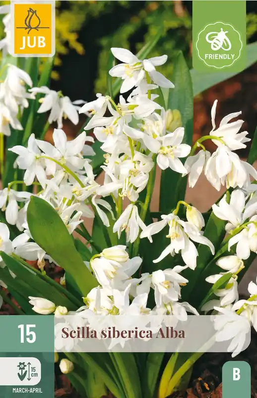JUB X 15 Scilla siberica Alba | Shop nu