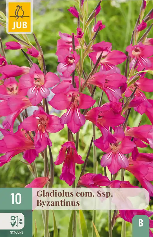 JUB X 10 Gladiolus com. ssp. Byzantinus | Voordeelprijs