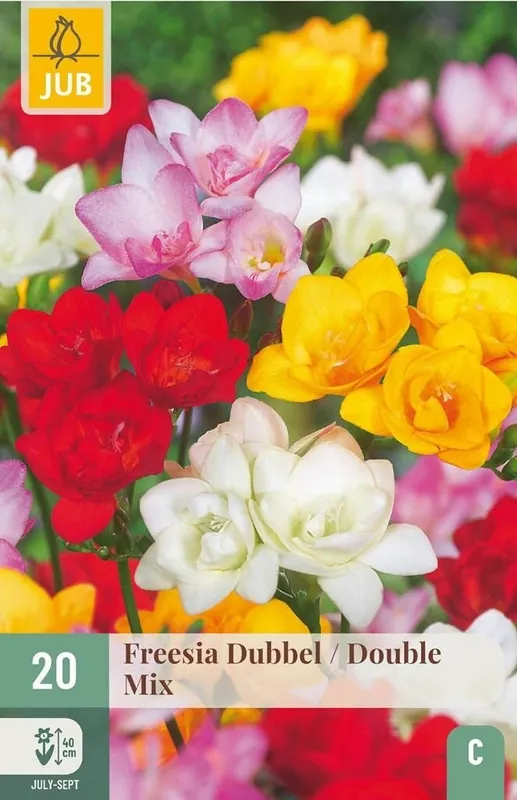 Nieuw product - JUB X 20 Freesia Dubbel Mix