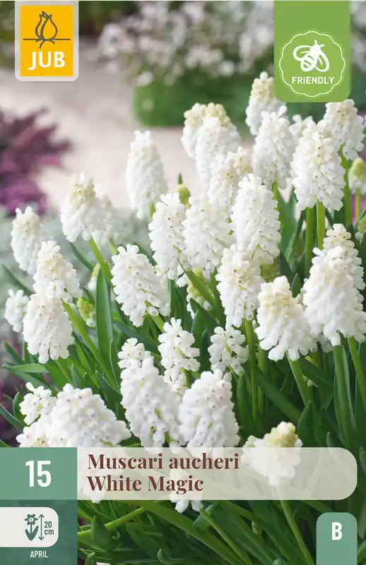 Beste prijs - JUB X 15 Muscari White magic