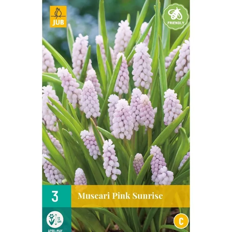 Nog maar een paar beschikbaar | JUB X 3 Muscari Pink Sunrise