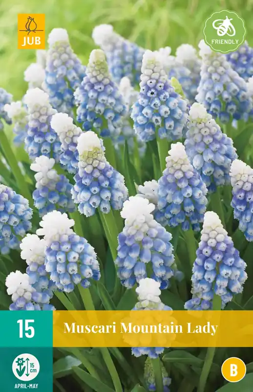 JUB X 15 Muscari Mountain Lady | Nu beschikbaar