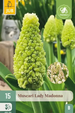 Actie - JUB X 15 Muscari Lady Madonna