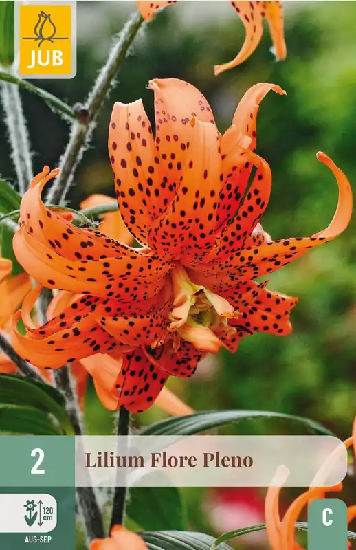 JUB X 2 Lilium double Flore Pleno | Topproduct