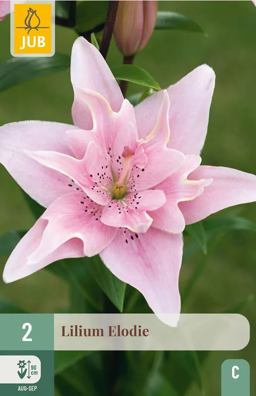 JUB X 2 Lilium double Elodie | Scherpe prijs