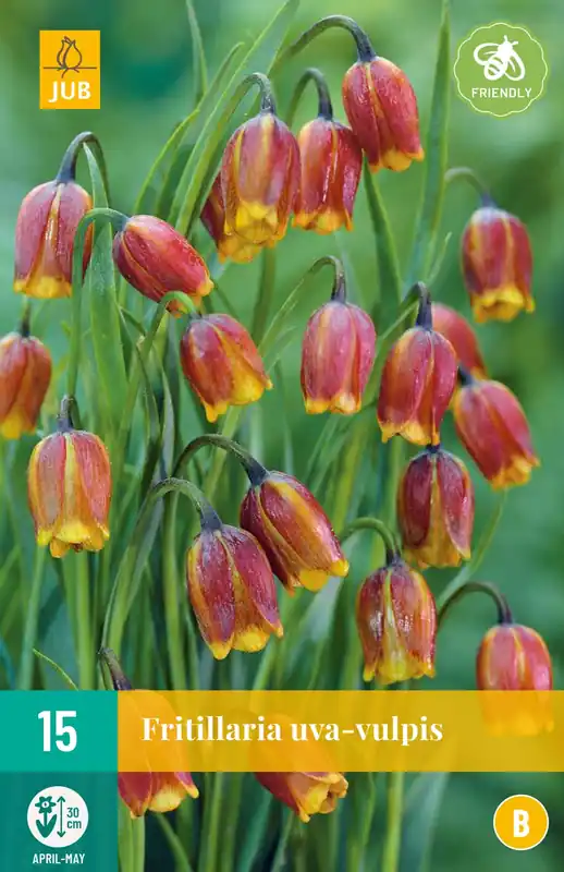 Deal - JUB X 15 Fritillaria uva-vulpis