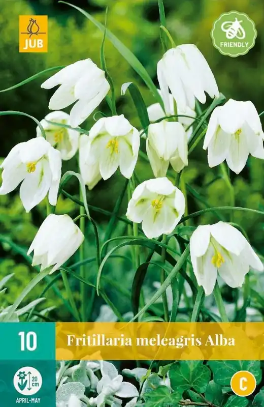JUB X 10 Fritillaria meleagris Alba | Korting