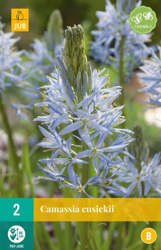 JUB X 2 Camassia cusickii | Veilig winkelen