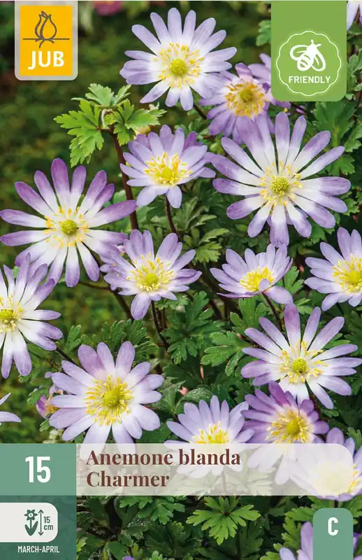Veel gevraagd | JUB X 15 Anemone blanda Charmer