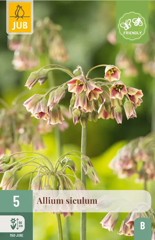 Opruiming - JUB X 5 Allium siculum