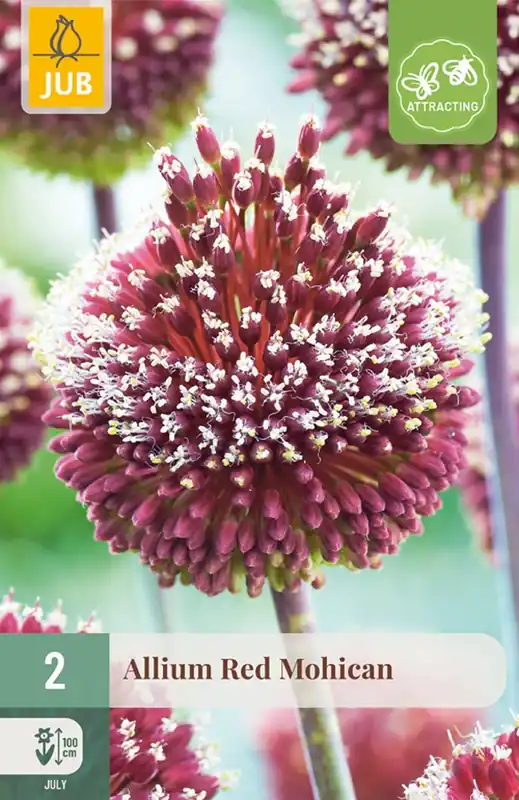Speciale aanbieding | JUB X 2 Allium Red Mohican
