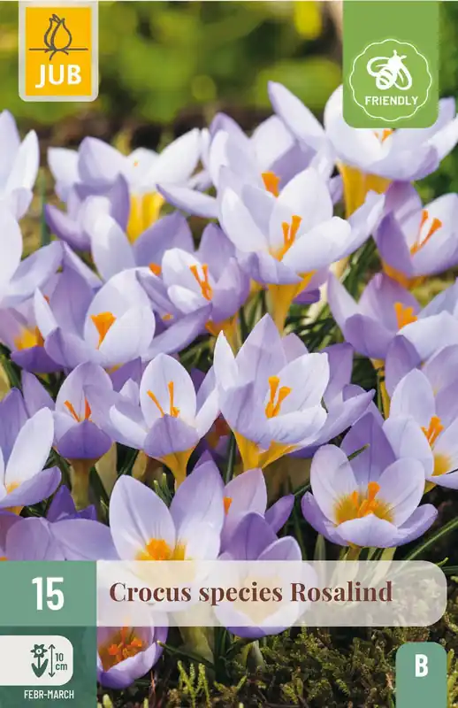 JUB X 15 Crocus Rosalind - Spoedlevering