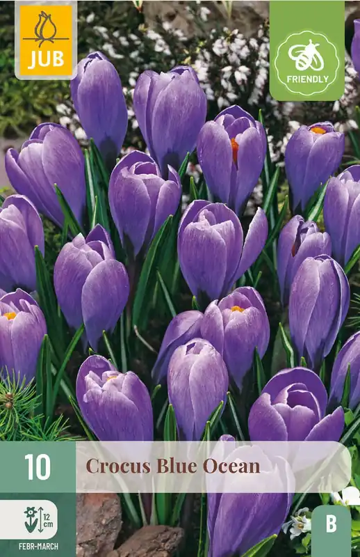 Nieuwe release | JUB X 10 Crocus Blue Ocean