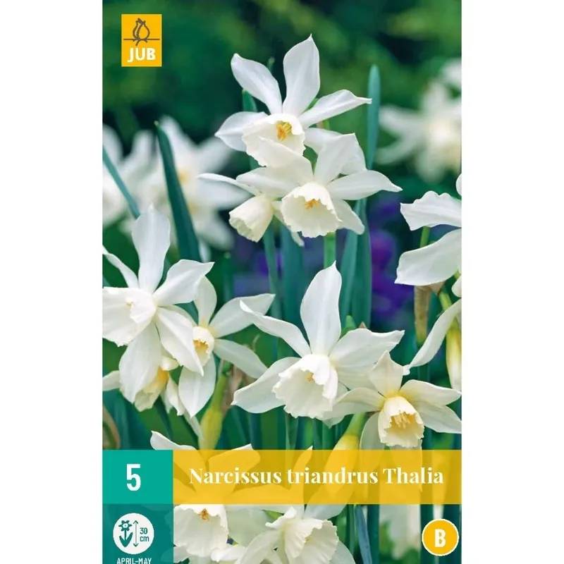 Net gelanceerd - JUB X 5 Narcissus triandrus Thalia