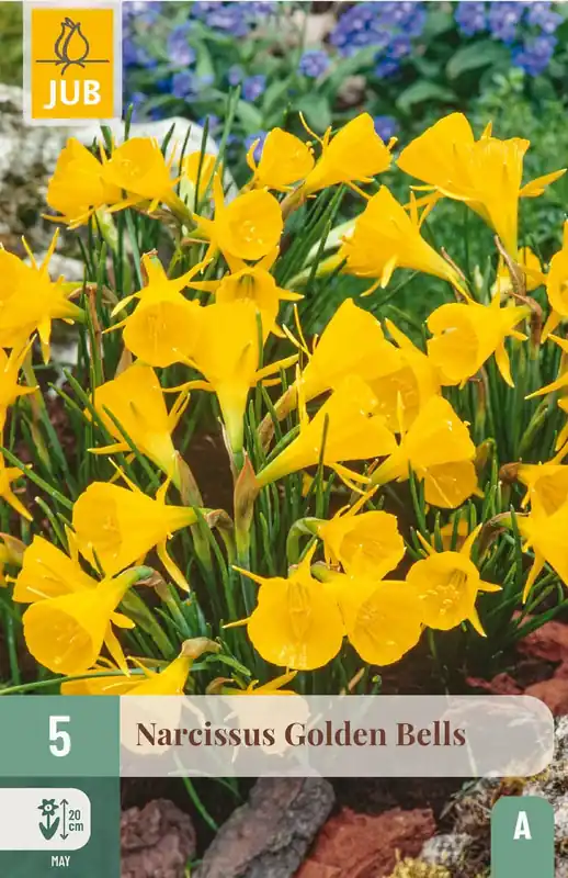 Prijs verlaagd | JUB X 5 Narcissus Golden Bells