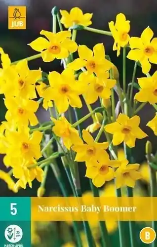 Goed beoordeeld - JUB X 5 Narcissus Baby Boomer