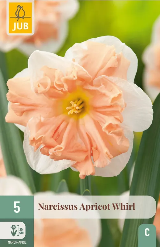 Nieuw product | JUB X 5 Narcissus Apricot Whirl