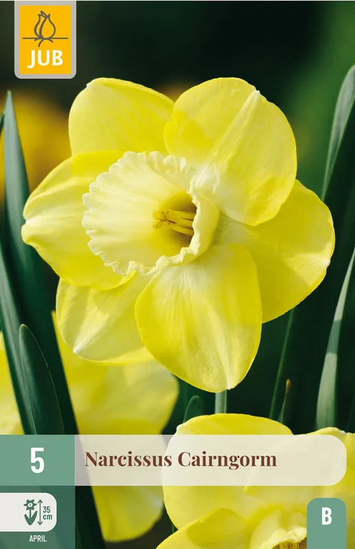 JUB X 5 Narcissus Cairngorm | Extra korting