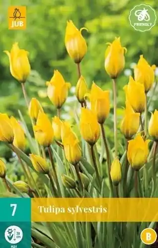 JUB X 7 Tulipa sylvestris | Net binnen