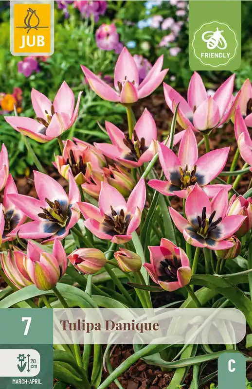 JUB X 7 Tulipa Danique | Veel voordeel