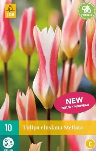 Rechtstreeks uit de fabriek - JUB X 10 Tulipa clusiana Stellata
