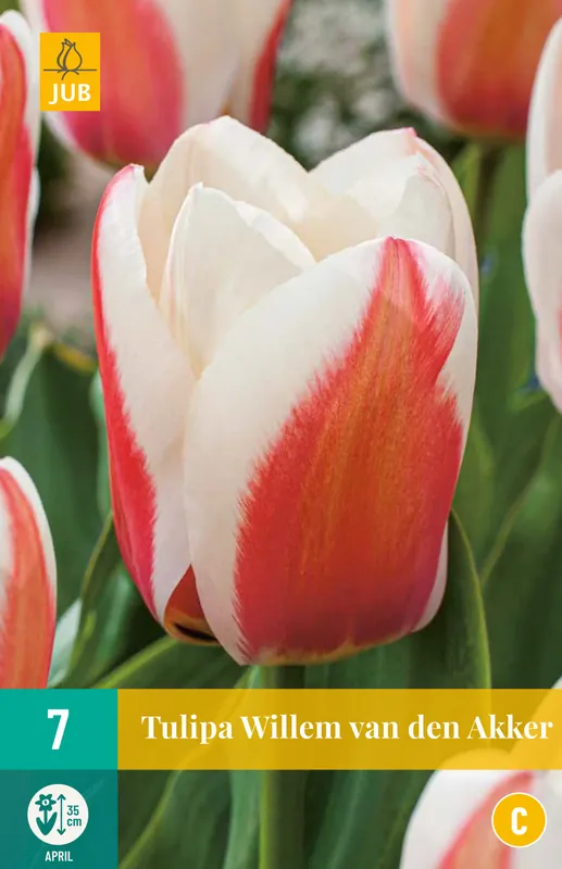 Lage prijs - JUB X 7 Tulipa Willem van den Akker