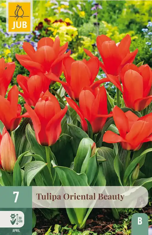 JUB X 7 Tulipa Oriental Beauty - Nieuw in het assortiment
