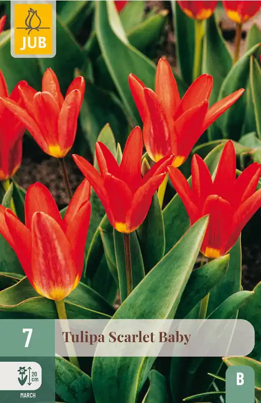 Topproduct - JUB X 7 Tulipa Scarlet Baby